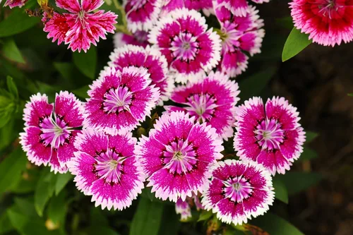 Vista 9 de 500 Pinks chinos mezclados China Rainbow Pink Dianthus Chinensis Semillas de flores bicolor