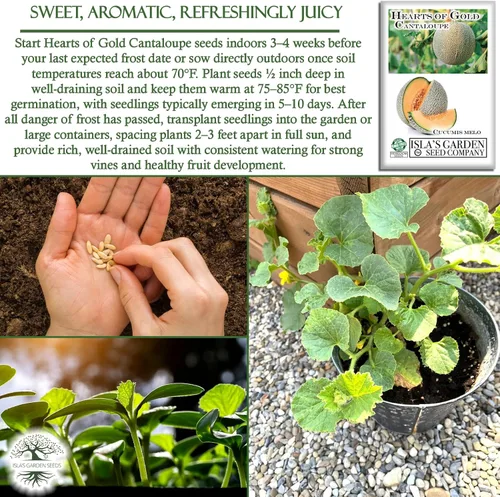 Vista 5 de Semillas de melón Hearts of Gold (Cucumis melo) – Más de 50 semillas de reliquia por paquete de Isla's Garden Seeds, melones aromáticos dulces