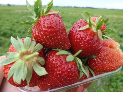 Vista 4 de Semillas de fresa gigante de jardín - Frutos perennes para plantar - Sin OMG