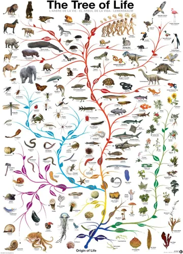 Vista 2 de Eurographics Evolution The Tree of Life - Rompecabezas de 1000 piezas, color verde