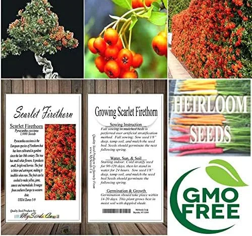 Vista 8 de Big Pack by MySeeds.Co