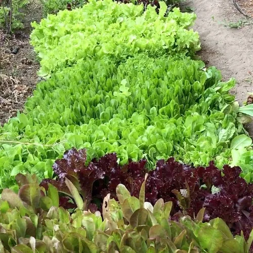 Vista 3 de Mezcla de ensalada de primavera 25000 semillas para plantar 'Cut and Come Again', 12 variedades de lechuga, espinaca, rúcula y col rizada.