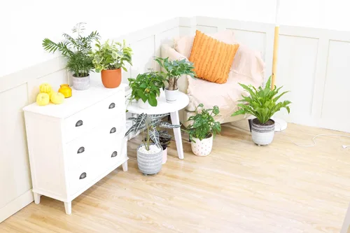 Vista 8 de Alocasia Bambino (maceta cultivadora de 4 pulgadas) - Planta de interior con poca luz y saludable - Planta de interior de interior fácil de cuidar