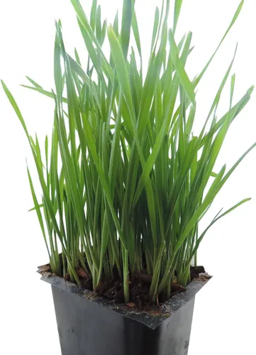 Vista 6 de Todd's Seeds Hierba de trigo roja dura - 10 libras - Planta y cultiva pasto de trigo, harina, grano y pan - Jugo de pasto de trigo - Semillas