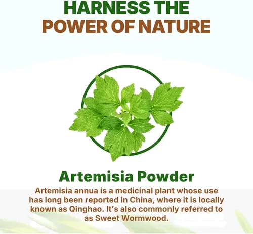 Vista 4 de Go Nutra Polvo de ajenjo dulce (Artemisia annua) Artemisinina natural Apoya la salud digestiva, la energía y los antioxidantes Té de hierbas
