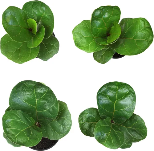 Vista 8 de Plantas for Pets - Higuera de hoja de violín (paquete de 4), paquete de plantas Ficus Lyrata, entrega de plantas vivas de Ficus, decoración popular