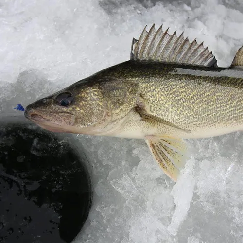 Vista 4 de 24 piezas de plantillas de pesca en hielo para Panfish Crappie Sunfish Walleye Ice Fishing Jig Box Accesorios de pesca en hielo Caja de aparejos