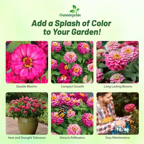 Vista 2 de Outsidepride - Zinnia, 100 semillas anuales, Marylandica Zahara Double Raspberry Ripple, flores para plantar, color frambuesa