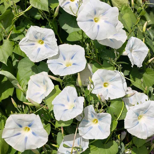 Vista 7 de Outsidepride Ismay Morning Glory Seeds - 250 unidades Semillas de flores anuales, trepadoras y enredaderas para plantar flores azul claro, ideales