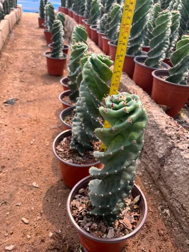 Vista 4 de Cactus espiral – Cereus forbesii 'Spiralis' – Suculenta rara retorcida – Cactus Tornado – Plantas de interior con raíces vivas (9 pulgadas)