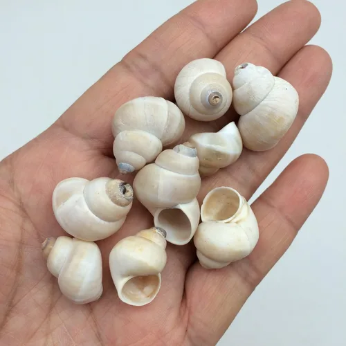 Vista 5 de PEPPERLONELY 12 piezas de caracol de tierra a rayas marrones, 1 ~ 1-1/2 pulgadas para hogares de cangrejo ermitaño