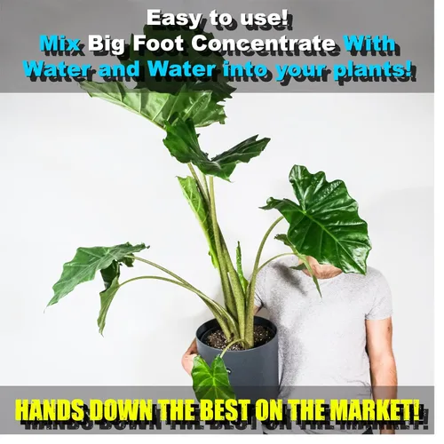 Vista 3 de Big Foot Mycorrhizae para Plantas, Plantas en Maceta y Jardines - Concentrado que se Disuelve Completamente en Agua, Fertilizante Orgánico Todo