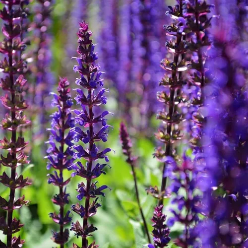Vista 5 de 1 planta viva de salvia para exteriores, arbustos de salvia de 4 a 8 pulgadas de alto, sin maceta (azul púrpura salvia)