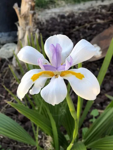 Vista 3 de African Iris White - 3 plantas vivas - Dietes Iridioides - Hierba de cobertura vegetal tolerante a la sequía