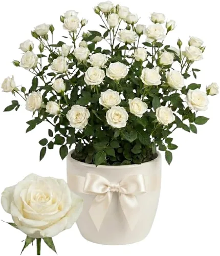 Vista 7 de Orange Mini Rose Plant Live, 4-5 Inc Tall, Spring Blooming Miniature Rose