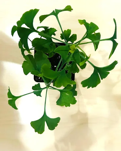 Vista 3 de Árbol de ginkgo - Maceta de 3 plantas de inicio. Gingko biloba. 6" - 9
