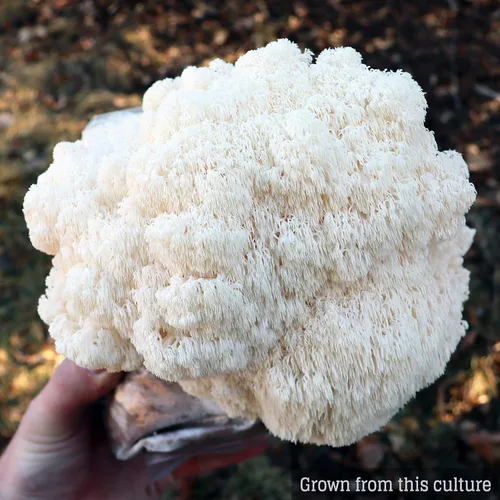 Vista 5 de Cultivo líquido de hongos - Melena de león (Hericium Erinaceus)
