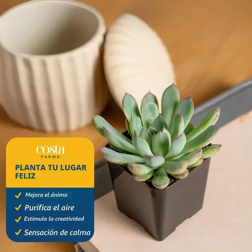 Vista 4 de Plantas vivas HAWORTHIA de Costa Farms, Grower's Choice Maceta suculenta