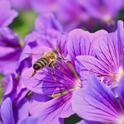 Vista 3 de 1000 semillas de viola para plantar, semillas perennes de flores de violeta dulce, flores fragantes de polinización abierta sin OMG para jardines al