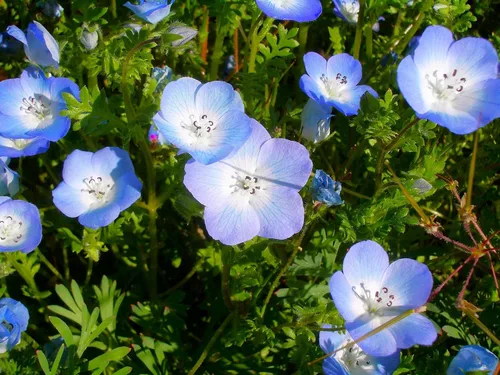 Vista 8 de TomorrowSeeds - Semillas Baby Blue Eyes - Más de 6000 unidades - para plantar Nemophila Menziesii 2026, flor azul cielo, cubierta de suelo japonesa