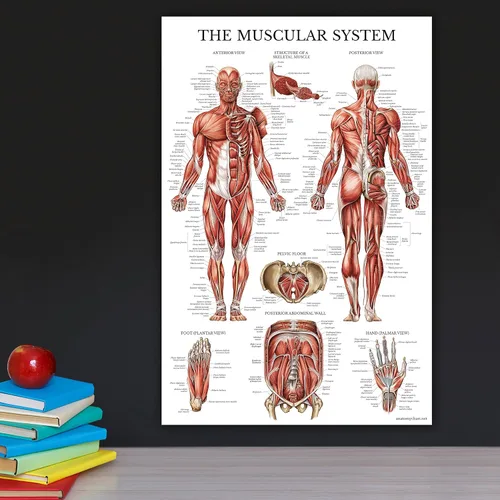 Vista 6 de Palace Learning Stretching Exercises and Muscular System Anatomy Poster Set - Laminated 2 Chart Set - Stretching Workout Routine & Muscle Anatomy