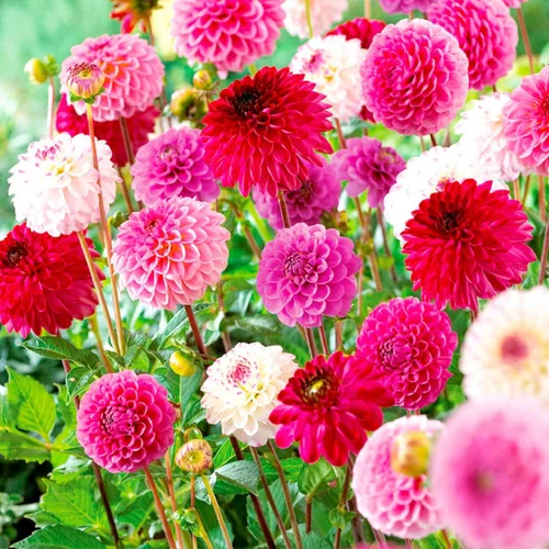 Vista 7 de Semillas Dahlia Pompon Mix - Orgánico