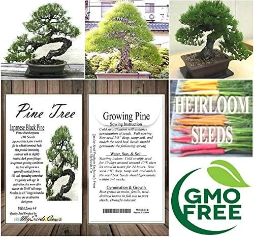 Vista 6 de Semillas para árbol de pino sin transgénicos de MySeeds.Co