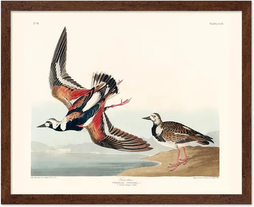 Vista 26 de Poster Master Póster vintage de James Audubon – Impresión retro de amargo americano – Arte de aves de América – Regalo para hombres, mujeres