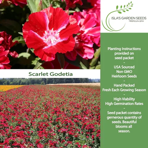 Vista 2 de Semillas de flores Scarlet Godetia – Más de 1500 semillas de flores altas cortadas por paquete, semillas de jardín de Isla, semillas sin OMG