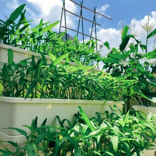 Vista 3 de Más de 2000 semillas de vegetales Kong Xin CAI Agua, espinacas Kangkong, deliciosas semillas de vegetales para plantación de hojas verdes, jardín