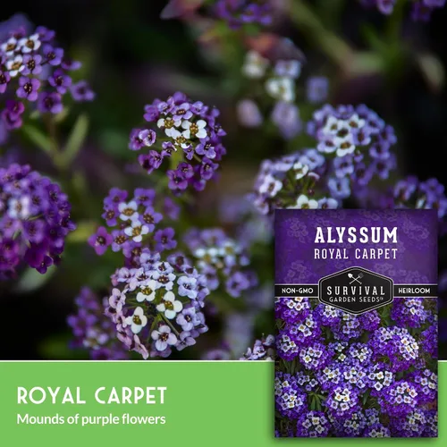 Vista 3 de Semillas de Alyssum para plantar - Sweet Royal Carpet Purple Alyssum - Flor perenne fragante y cobertura del suelo - Semillas autóctonas
