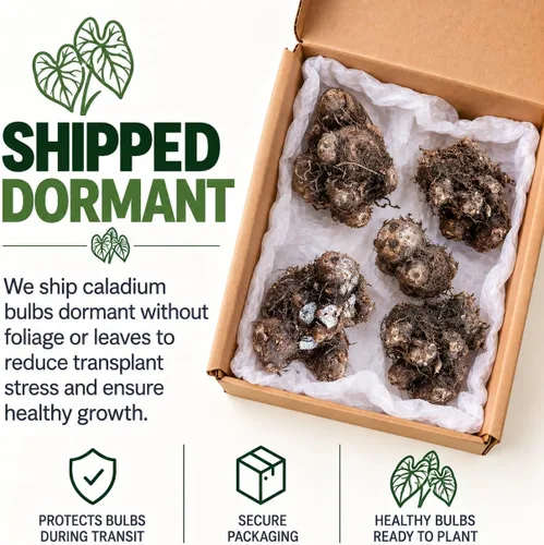Vista 9 de 6 bulbos de caladio de cielo carmesí para plantar, tubérculos de follaje