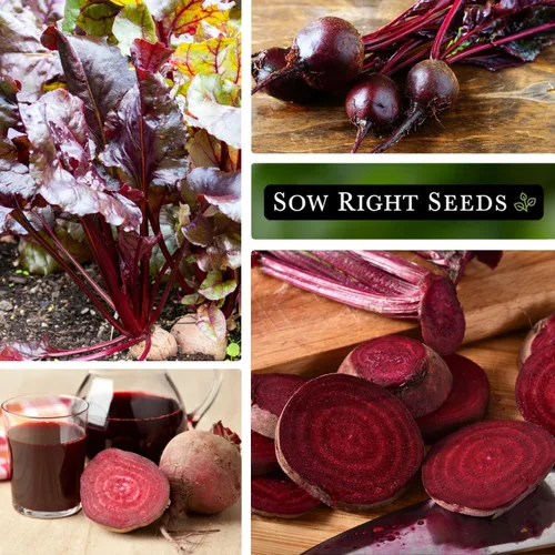 Vista 4 de Sow Right Seeds - Semillas de remolacha sanguina para plantar - Paquete de reliquia sin OMG con instrucciones para plantar y cultivar un huerto