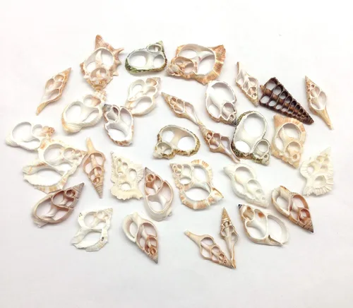 Vista 9 de PEPPERLONELY 20 piezas de estrombo de corte central Canarium Sea Shells, 2 pulgadas ~ 2-1/2 pulgadas
