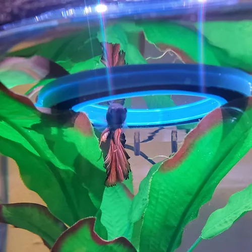Vista 3 de Anillo de alimentación de peces Círculo flotante de alimentador de alimentos con ventosa acuario fácil de instalar (redondo)
