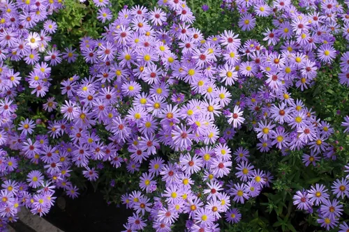 Vista 7 de 50 semillas de flor de Aster de Arroz (Aster tupido) Aster Dumosus