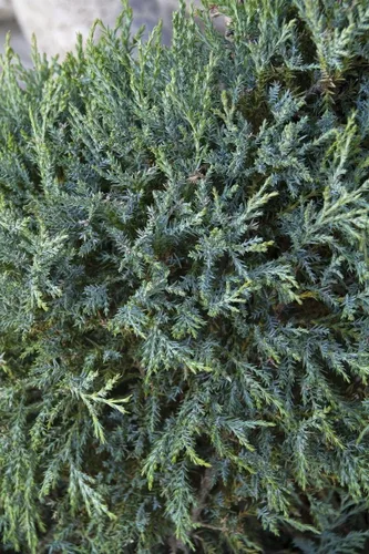 Vista 3 de Medora Juniper Plantas de tamaño de 1 galón vivo Perfecto para paisajismo durante todo el año, detección de privacidad y entornos de poca agua