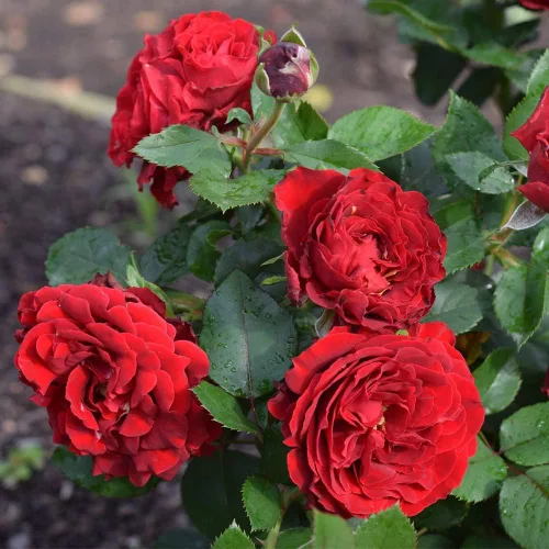 Vista 2 de Rosas de té híbridas de reliquia, planta de raíz propia viva para jardín al aire libre, Dancing in the Dark®, ligeramente fragantes, zonas