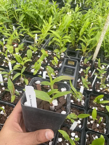 Vista 2 de Dendrobium Pinwattana viene en maceta de 4