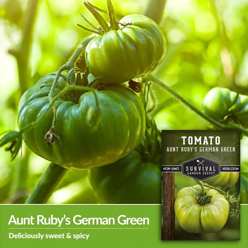 Vista 4 de Semillas de tomate verde alemán Aunt Ruby para plantar, variedad indeterminada con sabor dulce, tomates de polinización abierta sin OMG, semillas