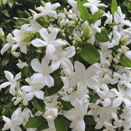 Vista 6 de Flor de jazmín perfumada rara fácil de cultivar 0.18 oz Semillas