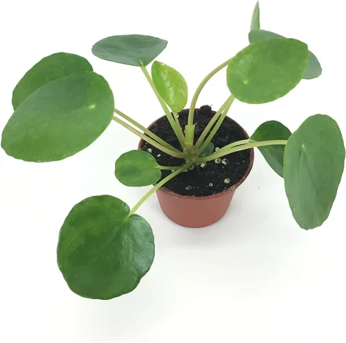 Vista 3 de Pilea peperomioides (recipiente de 2 pulgadas) (planta china del dinero/planta lefse /planta UFO)