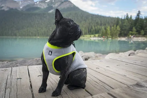 Vista 5 de JUXZH Chaleco de enfriamiento para perros, chaqueta de enfriamiento Verde
