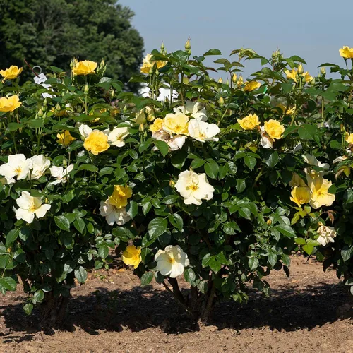 Vista 4 de Perfect Plants Easy Bee-zy™ Knock Out® Rose Bush 1 galón Arbusto de rosas vivas Rosas frescas