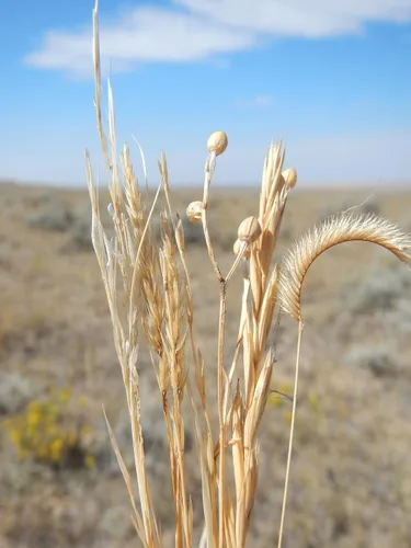 Vista 4 de 1000 Blue GRAMA Grass Gramma Bouteloua Gracilis Flower Mosquito Grass Seeds