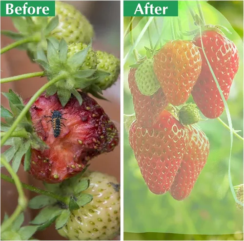 Vista 6 de Kikhope 100 bolsas de protección de frutas, bolsas de red de frutas de 6 x 4 pulgadas, bolsas de red de jardín con cordón, bolsas de red