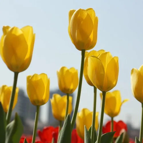 Vista 4 de Bulbos de floración de primavera de tulipán perenne amarillo dorado gigante (6)