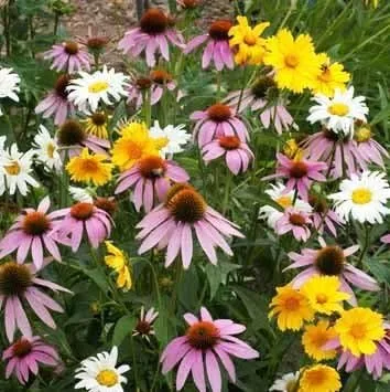 Vista 4 de Mezcla de semillas de flores silvestres de sombra parcial a granel sin OMG (1 lb) 520,000 semillas