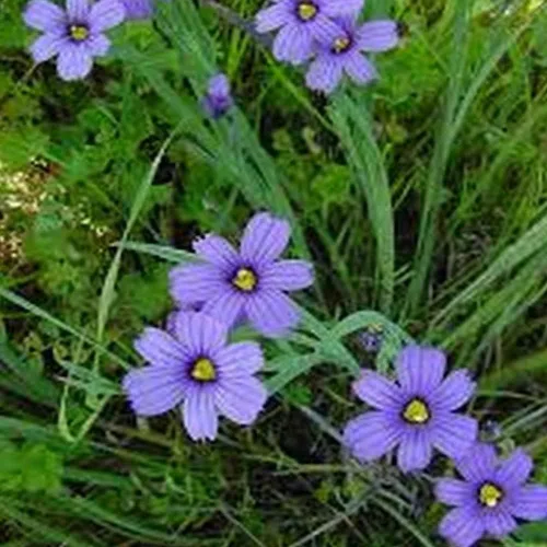 Vista 2 de KVITER 200 semillas de hierba de ojos azules – Flores silvestres nativas orgánicas perennes – Semillas de flores perfectas para plantar al aire