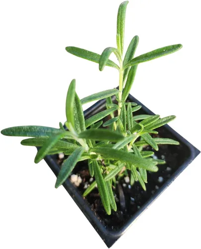 Vista 2 de Rosemary, Spice Island (Salvia rosmarinus) Planta orgánica en maceta de 2.5 pulgadas por Smoke Camp Crafts